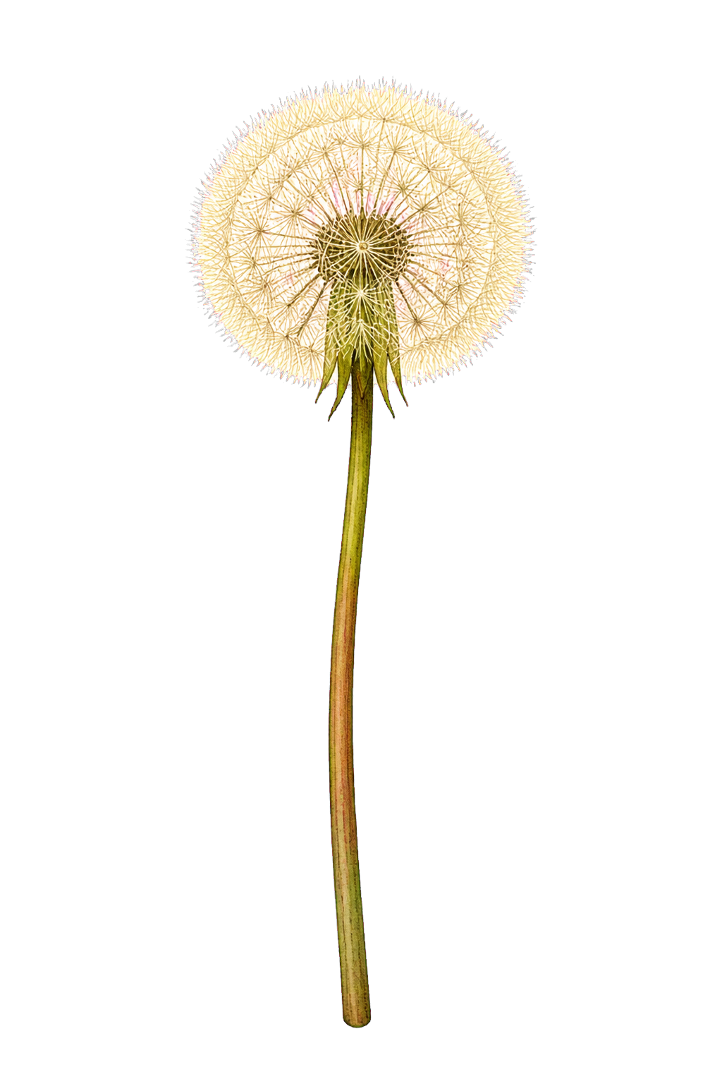 Illustration einer Pusteblume